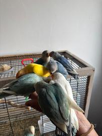 Inseparabili allevato a mano