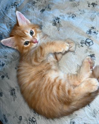 Cuccioli di Gatto Siberiano di 2 mesi ?