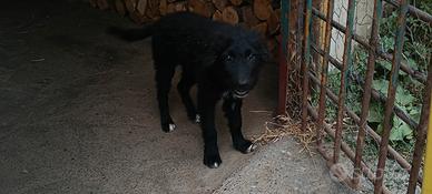 Disponibile cucciolo