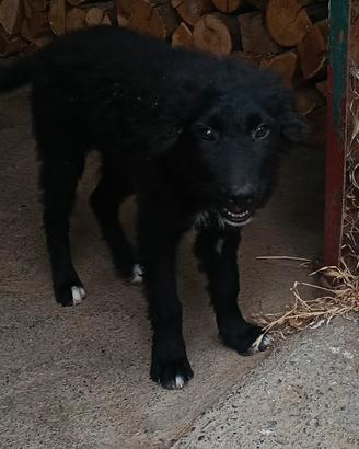 Disponibile cucciolo