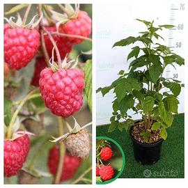 LAMPONI ROSSI RIFIORENTI HERITAGE 
GIA PRODUTTIVE 