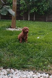 Barboncino miny Toy garantito