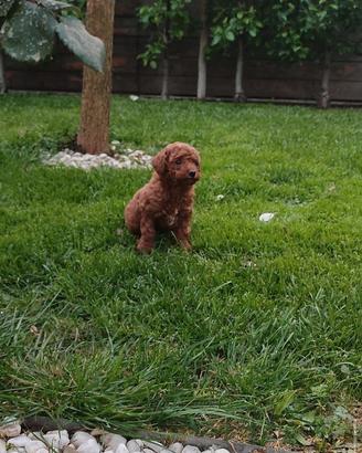 Barboncino miny Toy garantito