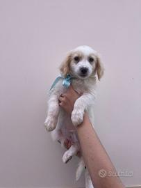 Miele 2 mesi e mezzo taglia medio contenuta