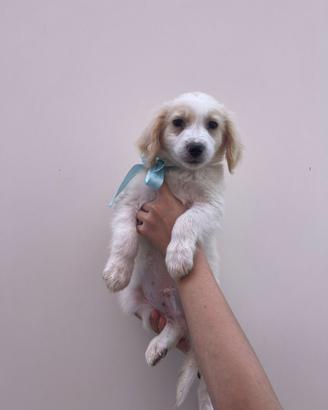 Miele 2 mesi e mezzo taglia medio contenuta