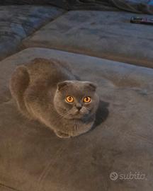  gatto scottish fold
