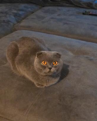  gatto scottish fold