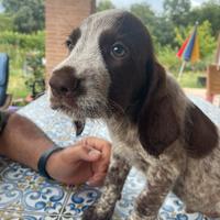 Spinone Italiano