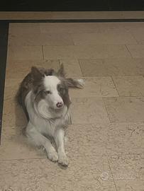Border collie X monta