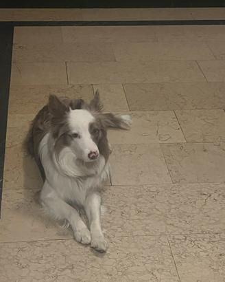 Border collie X monta