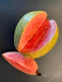Pianta di guava rosa, Psidium guajava