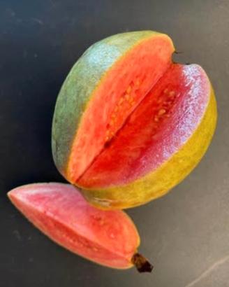 Pianta di guava rosa, Psidium guajava