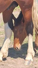 Puledra