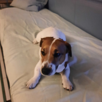 Jack Russel maschio x accoppiamento