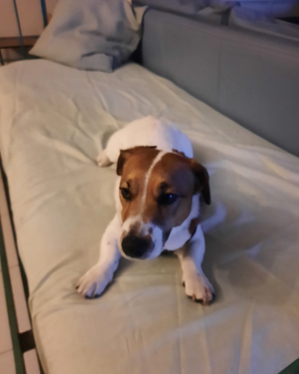 Jack Russel maschio x accoppiamento