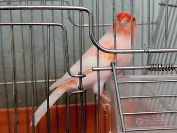 Canarino maschio con gabbia