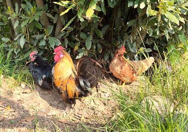Galline Nane da Cova