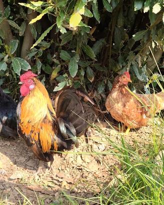 Galline Nane da Cova