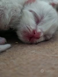 Cuccioli Sacro di Birmania