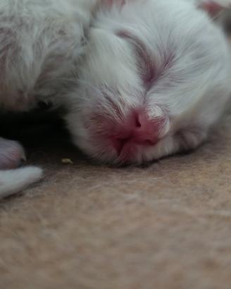 Cuccioli Sacro di Birmania