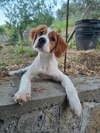 Cucciola di Breton