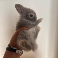 Conigli nani testa di leone