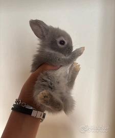 Conigli nani testa di leone