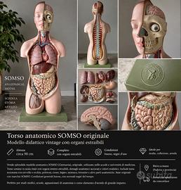 Modello anatomico Somso vintage organi estraibili