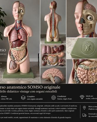 Modello anatomico Somso vintage organi estraibili