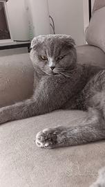 Scottish fold