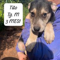 5 cuccioli in adozione gratuita