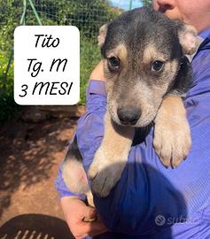 5 cuccioli in adozione gratuita