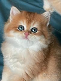British longhair