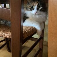 Pupetta gatta 2 anni