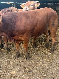 Vitelli limousin originali