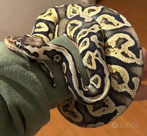 Pitone reale Ghi pastel het clown 100%