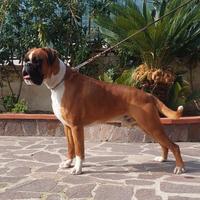 Esemplare Boxer maschio