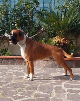 Esemplare Boxer maschio