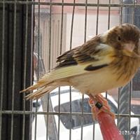 Canarini spagnoli novelli