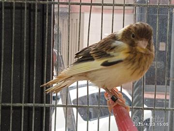 Canarini spagnoli novelli