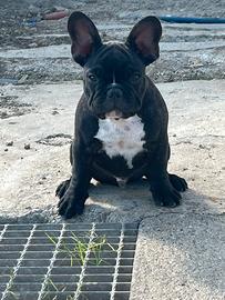 Bulldog francese