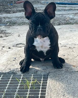 Bulldog francese