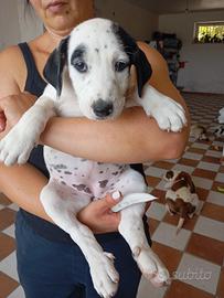 Giulietta e' in adozione