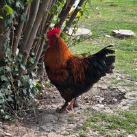 Galli Marans e Cemani