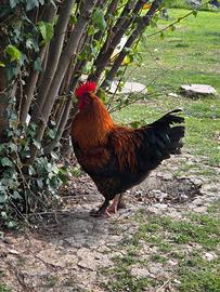 Galli Marans e Cemani