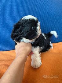 Cuccioli di shitzu shi-tzu
