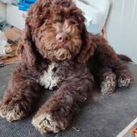 Cuccioli di Lagotto Romagnolo con pedigree ROI