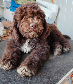 Cuccioli di Lagotto Romagnolo con pedigree ROI