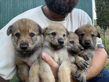 Cuccioli di cane lupo cecoslovacco di razza