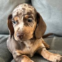 Bassotti cioccolato Arlecchino